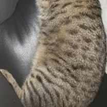 Thumbnail photo of Cleo #2