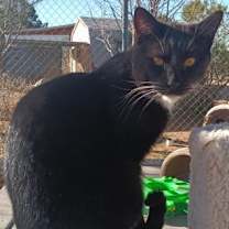 Thumbnail photo of Lucius #2