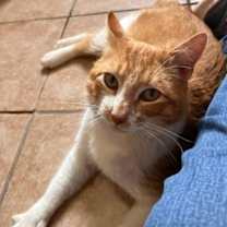 Thumbnail photo of Sampson #2