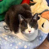 Thumbnail photo of Molly #2