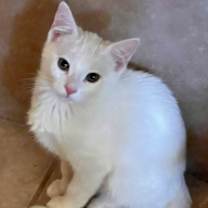 Thumbnail photo of Noodle #2