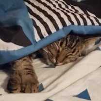 Thumbnail photo of Cleo #3