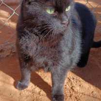 Thumbnail photo of Onyx #3