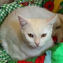 Thumbnail photo of Paloma #3