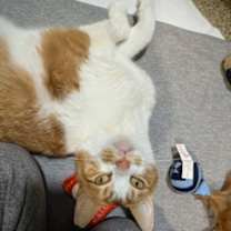 Thumbnail photo of Fugazi #2