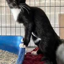 Thumbnail photo of Dafney #2