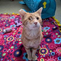 Thumbnail photo of Yuki #2