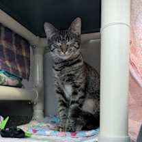 Thumbnail photo of Applesauce #2