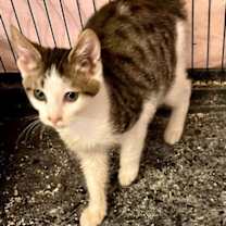 Thumbnail photo of Errol #2