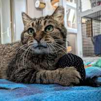 Thumbnail photo of Scallion #3