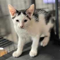 Thumbnail photo of Abell #2