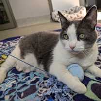 Thumbnail photo of Korra #3