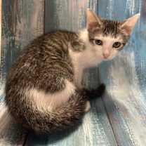 Thumbnail photo of Trax #2