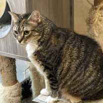 Thumbnail photo of Kaveh #3