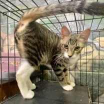 Thumbnail photo of Lowell #2