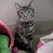 Thumbnail photo of Applesauce #3