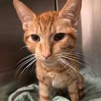 Thumbnail photo of Oliver #3