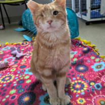 Thumbnail photo of Yuki #3