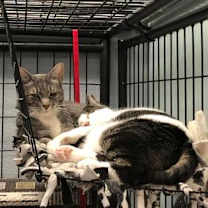 Thumbnail photo of Tinsel #3