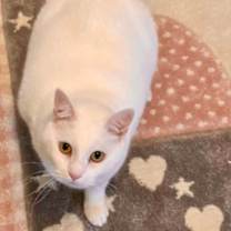 Thumbnail photo of Neko #3