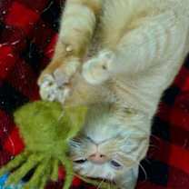 Thumbnail photo of Mufasa WD kb bond w Rufus #2