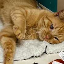 Thumbnail photo of Mufasa WD kb bond w Rufus #3