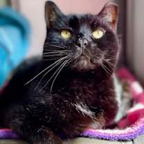 Thumbnail photo of Meowser #2