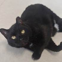 Thumbnail photo of Meowser #3