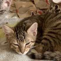 Thumbnail photo of Lucas #2