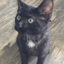 Thumbnail photo of Enzo #2