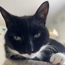 Thumbnail photo of Rascal #2