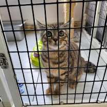 Thumbnail photo of Chopstick #3