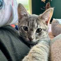 Thumbnail photo of Skittles #2