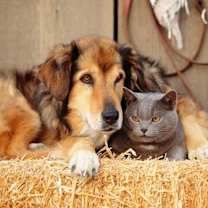 Thumbnail photo of *Barn Cats* #2