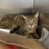 Thumbnail photo of Scorpion #2