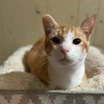 Thumbnail photo of Pumpkin #2
