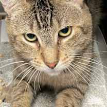 Thumbnail photo of Snitch #3