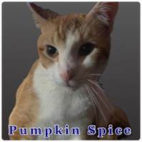 Thumbnail photo of Pumpkin #3