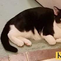 Thumbnail photo of King #2