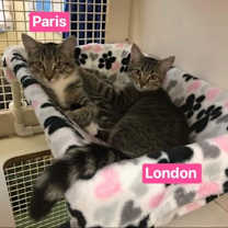 Thumbnail photo of London #3