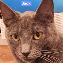 Thumbnail photo of Jack #3