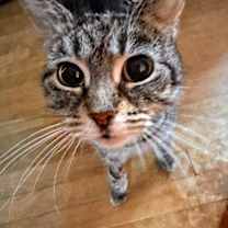 Thumbnail photo of Dixon #2