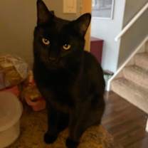 Thumbnail photo of Beau #2