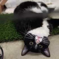 Thumbnail photo of Sharkie #2