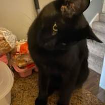 Thumbnail photo of Beau #3