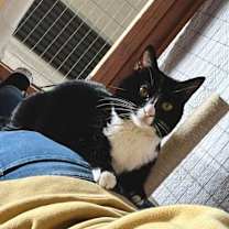 Thumbnail photo of Sharkie #3