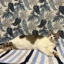 Thumbnail photo of Scarlett #3