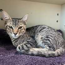 Thumbnail photo of Chicklet #2