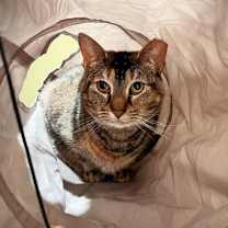 Thumbnail photo of Crepe #2