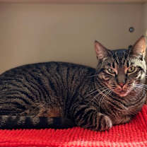 Thumbnail photo of Lorelai #2